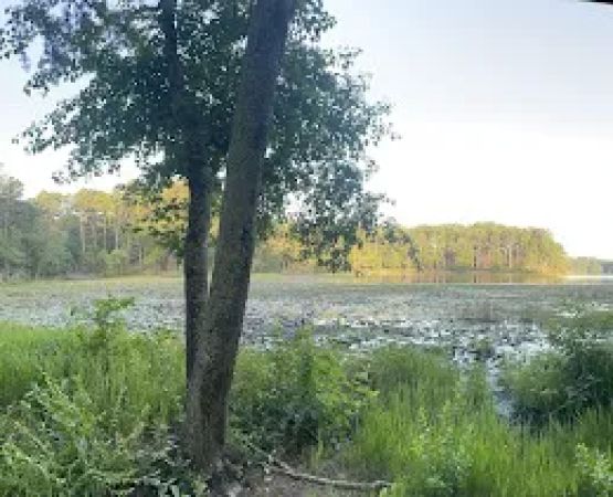 Dogwood Camping Area