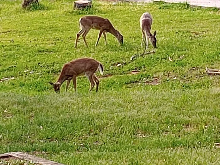 Johnson Creek Campground - GROUP camp area Picture 2