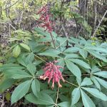 Fort Sherman Camping Area, Water and Electric Sites