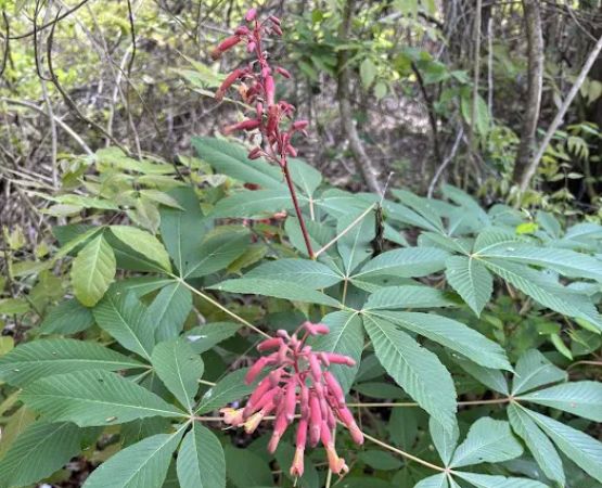 Fort Sherman Camping Area, Water and Electric Sites