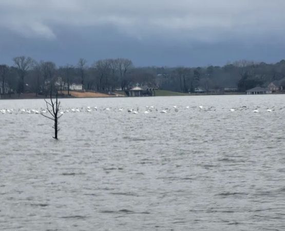 Cherokee Trace Camping Area, Water and Electric Sites