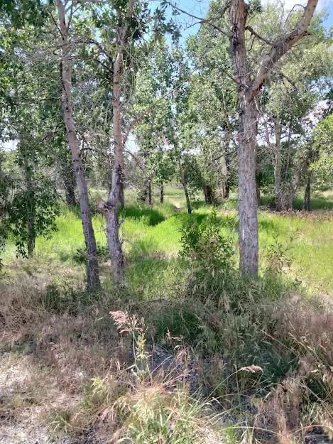 Lowry Bridge Campground Picture 2