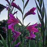 PLANTAE Private Loft & Gardens