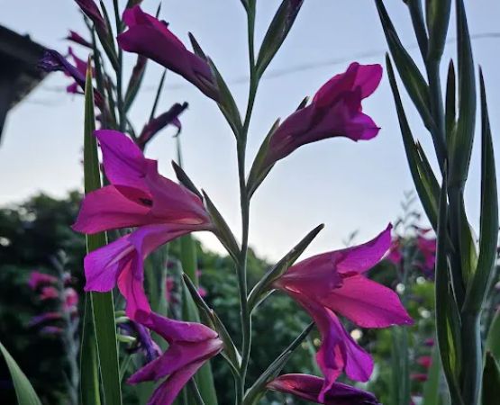 PLANTAE Private Loft & Gardens