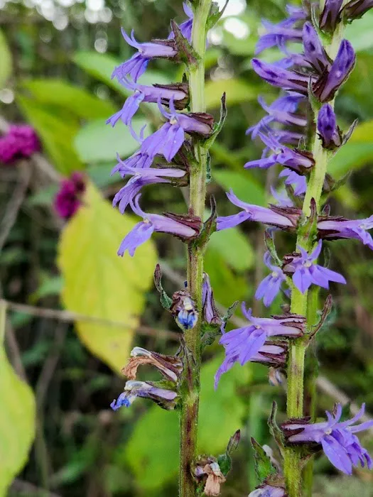 PLANTAE Private Loft & Gardens Picture 3