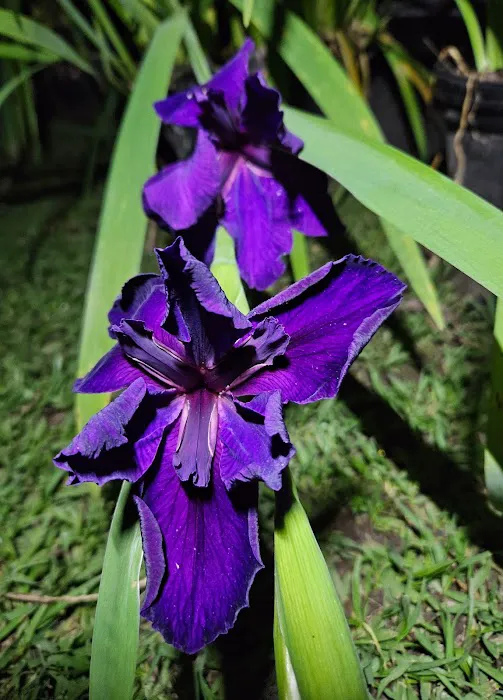 PLANTAE Private Loft & Gardens Picture 2