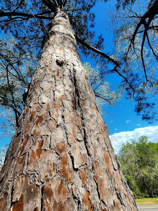 US Forest Service Picture 7