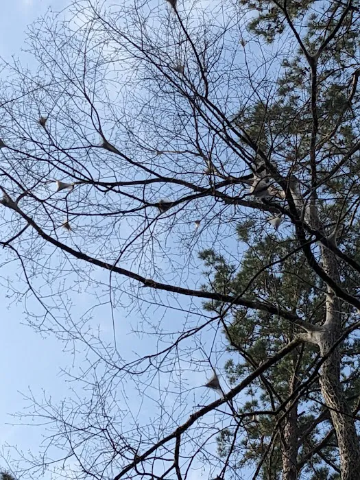 Saddle Bayou Primitive Campground Picture 6