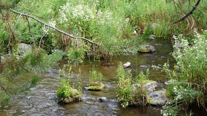 Head of the River Campground Picture 3