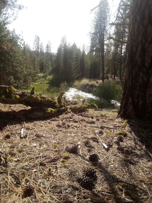 Head of the River Campground Picture 8