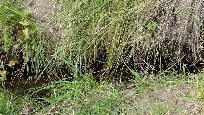 Head of the River Campground Picture 6