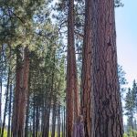 Silver Creek Marsh Developed Campground