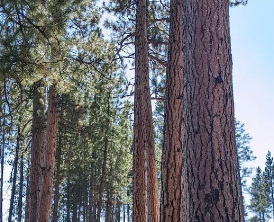 Silver Creek Marsh Developed Campground
