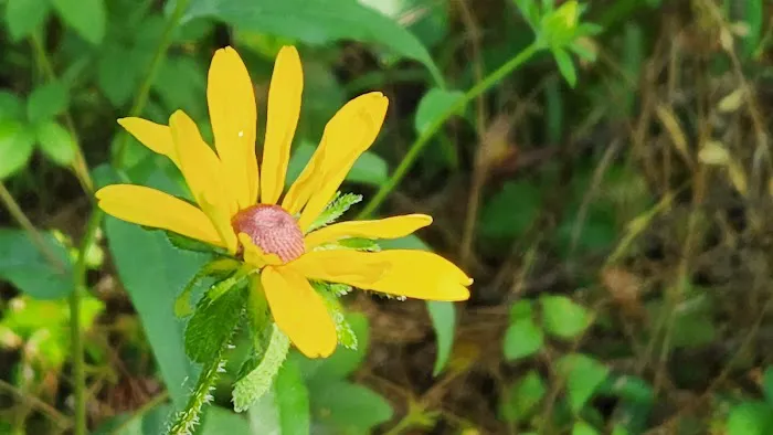 Jennings Ferry Park Campground Picture 3