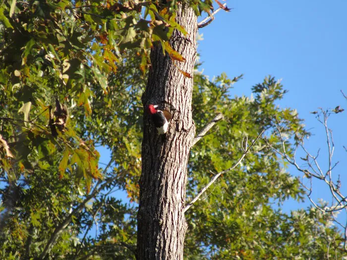 Jennings Ferry Park Campground Picture 2