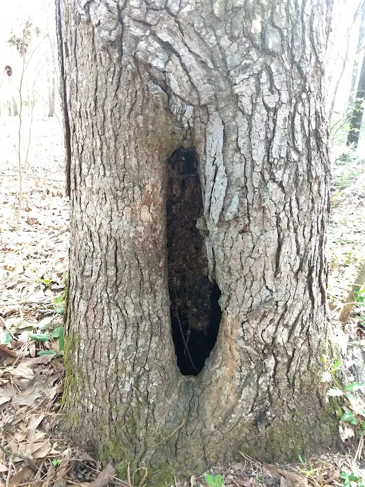 Forkland Campground Picture 5