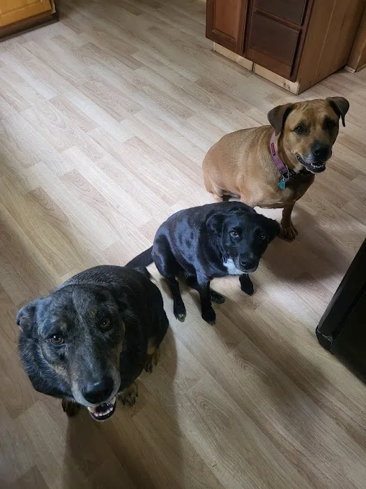 Camp-Woodpecker Picture 10