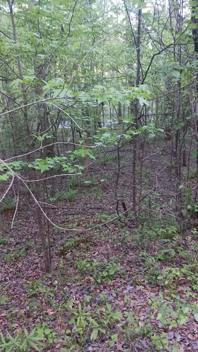 Millers Ferry Campground Picture 6