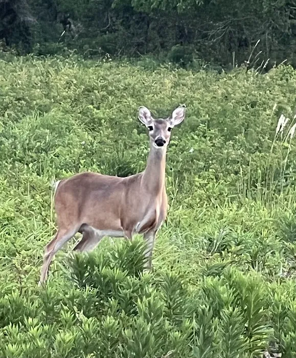 Country Aire RV Park Picture 5