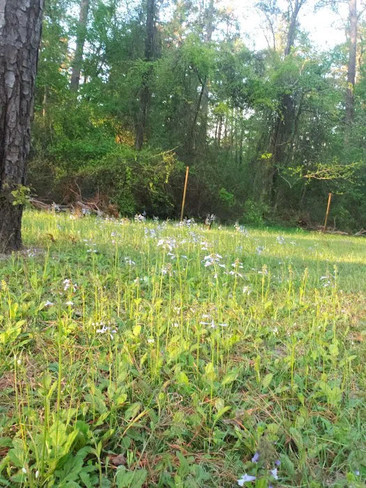 Boles Field Campground - Sabine National Forest Picture 1