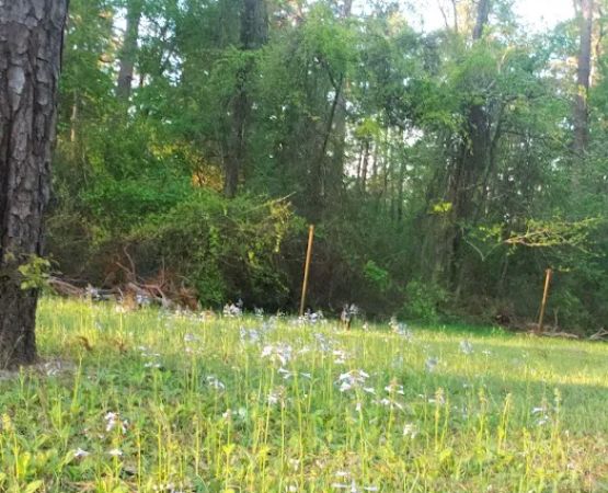 Boles Field Campground - Sabine National Forest