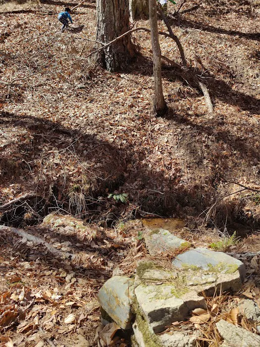 Boles Field Campground - Sabine National Forest Picture 2