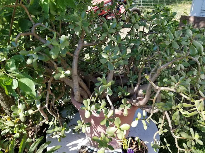 Riverside Park Campground Picture 8