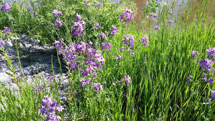 Riverside Park Campground Picture 5