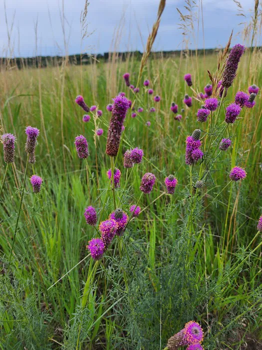 Bow Creek Primitive Campsite Picture 10