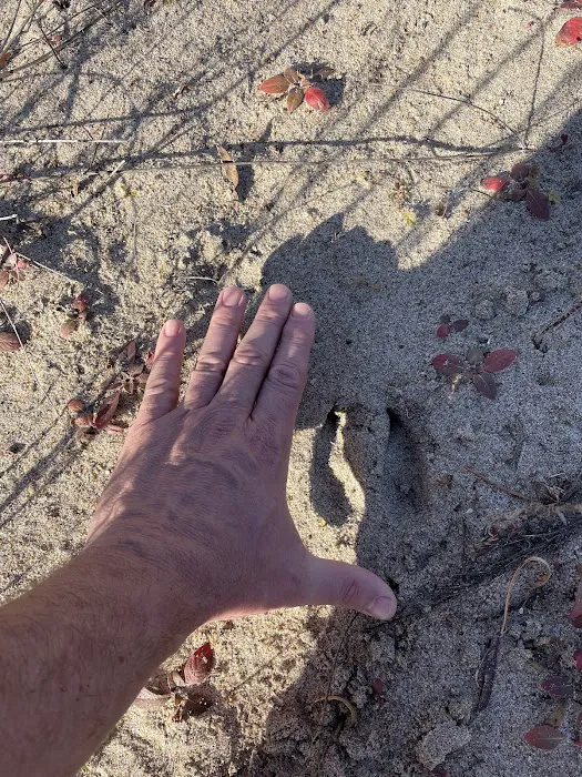 Bow Creek Primitive Campsite Picture 3