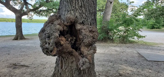 Ski Jump Campground Picture 10