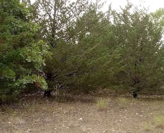 Manns Cove Campground