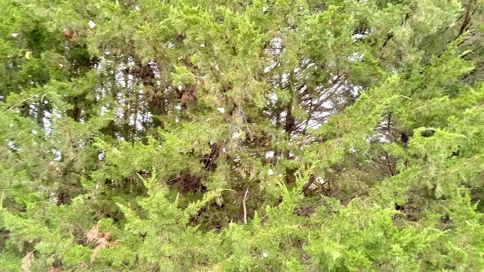 Manns Cove Campground Picture 8