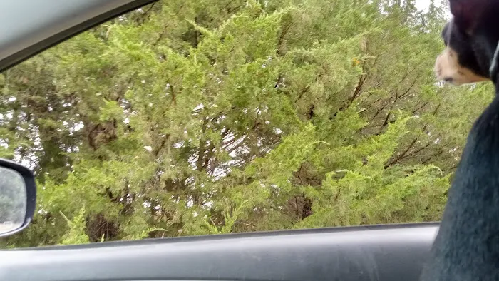 Manns Cove Campground Picture 6