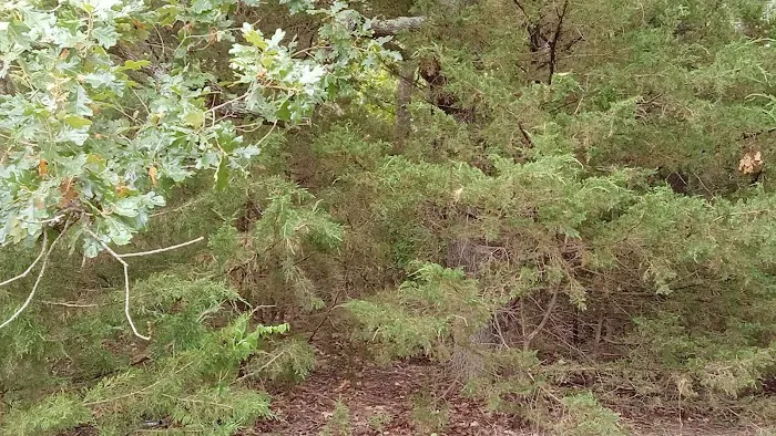 Manns Cove Campground Picture 5