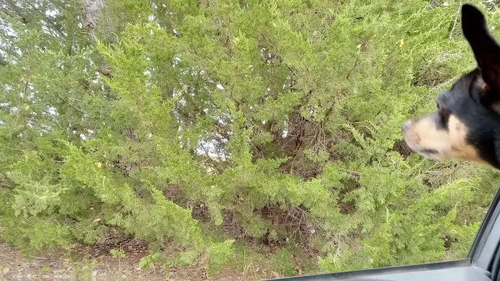 Manns Cove Campground Picture 7