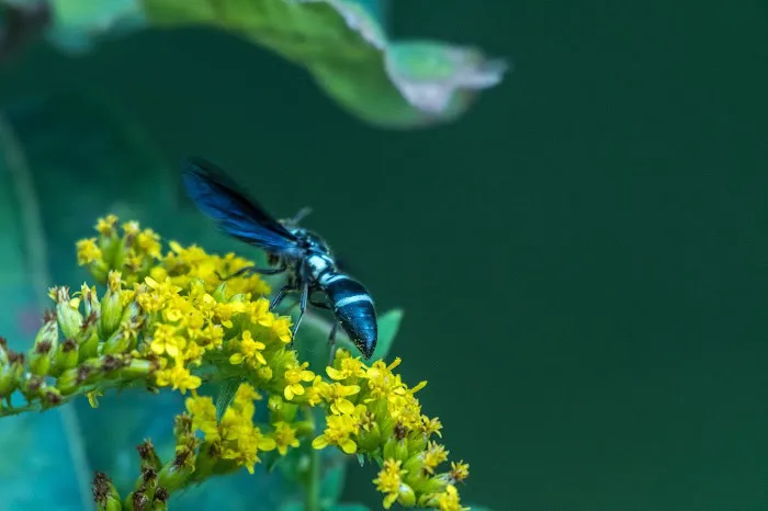 Gopher Valley Campground Picture 4