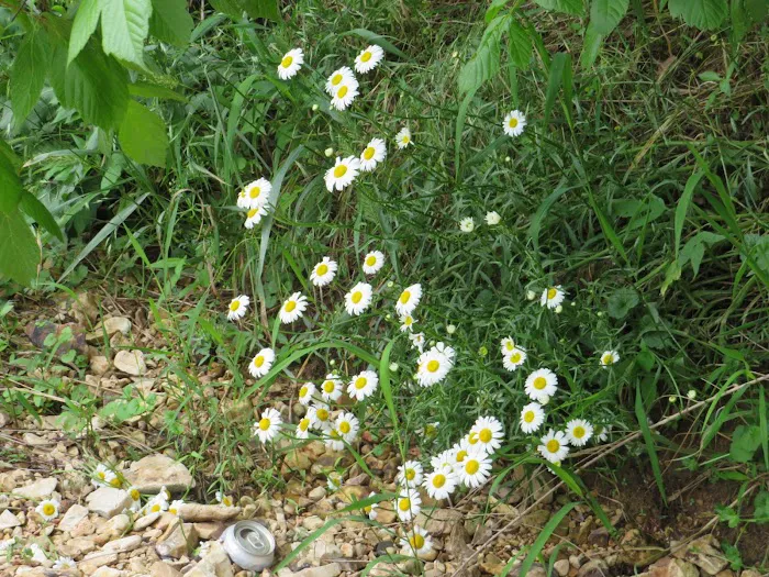 Gopher Valley Campground Picture 9