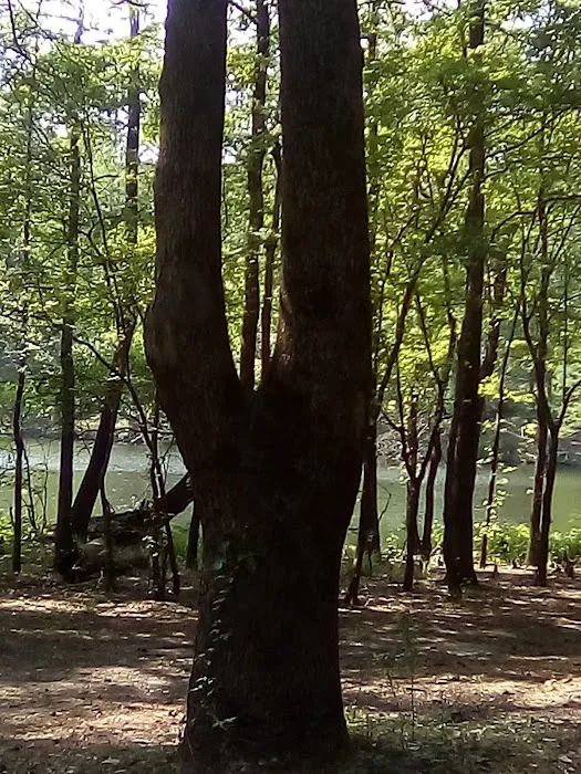 Bouton Lake Campground - Angelina National Forest Picture 9