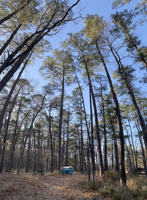 Bouton Lake Campground - Angelina National Forest Picture 7