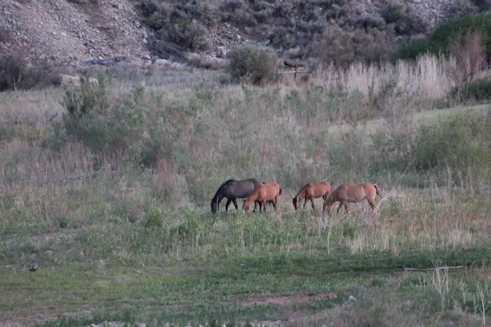 Barrys Landing Campground Picture 3