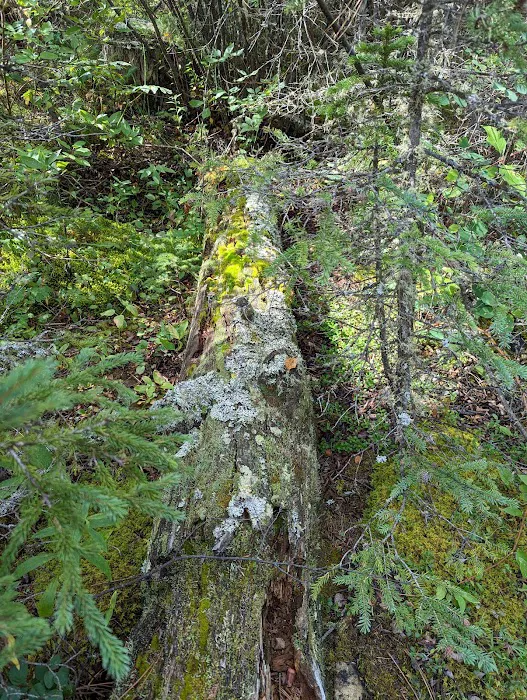 Logging Creek Campground Picture 2