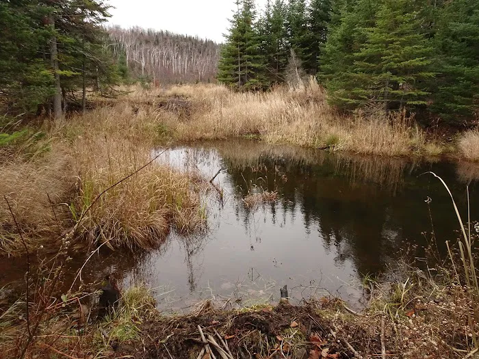 Round Mountain Beaver Pond Camp Picture 2