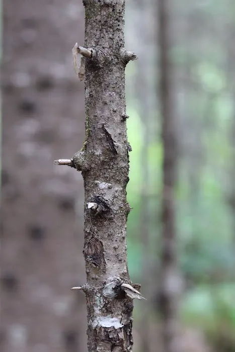 Finland Campground Picture 7