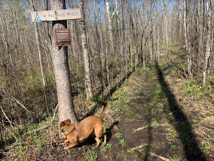 Palisade Creek West Campsite Picture 4