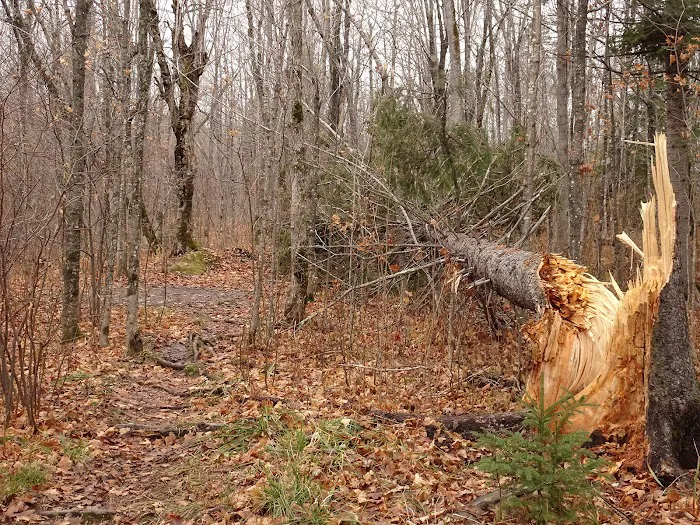Palisade Creek West Campsite Picture 1