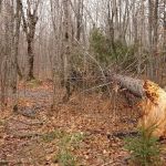 Palisade Creek West Campsite