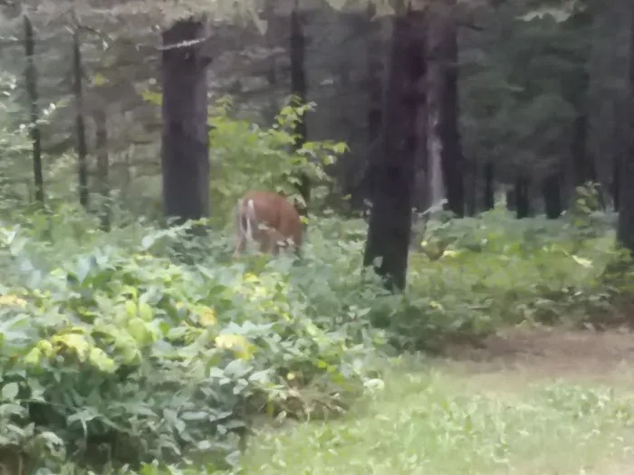 Eckbeck Campground Picture 1