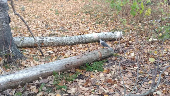 South Sonju Lake Camp Picture 5