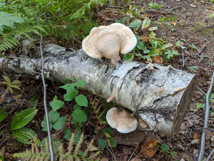 Leskinen Creek Camp Picture 5